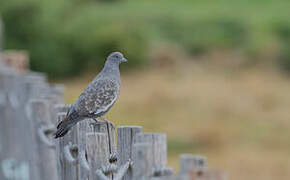 Spot-winged Pigeon