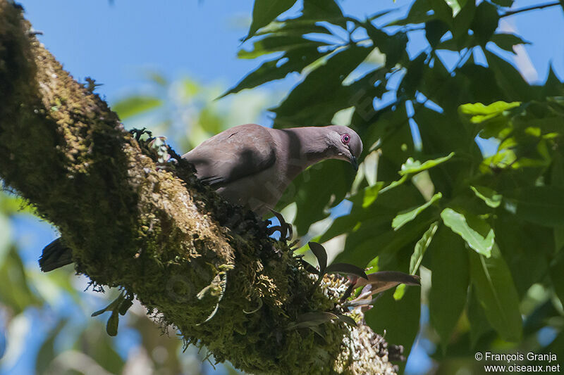 Pigeon vineuxadulte