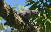 Pigeon vineux