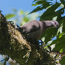 Pigeon vineux