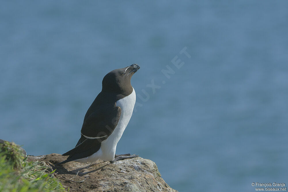 Pingouin tordaadulte