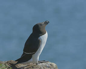 Pingouin torda