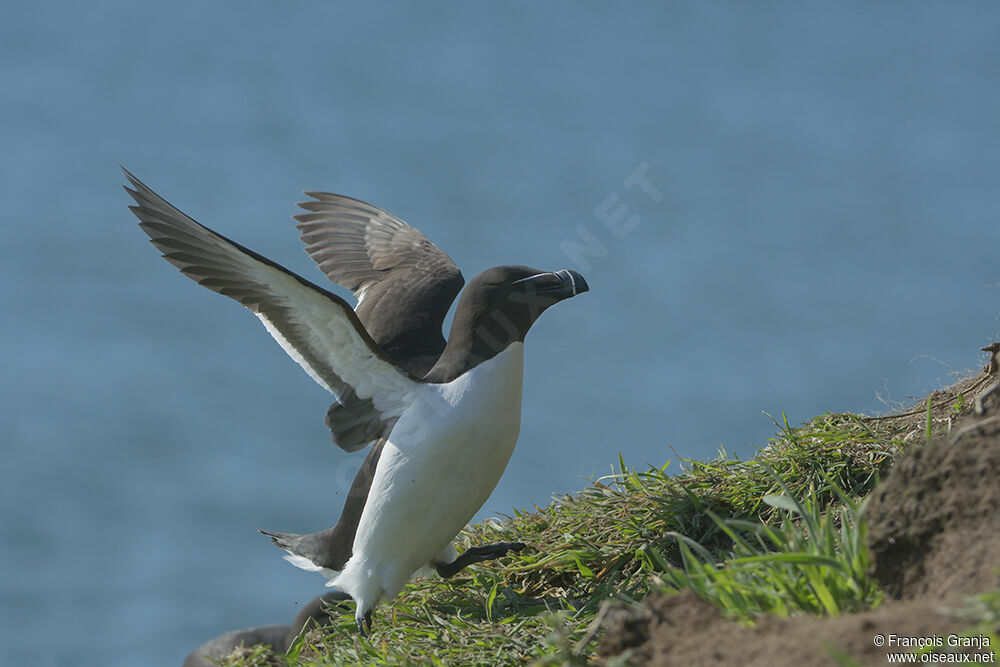 Pingouin tordaadulte