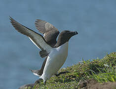 Razorbill