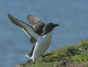 Pingouin torda