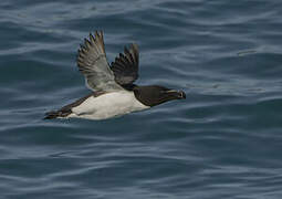 Razorbill