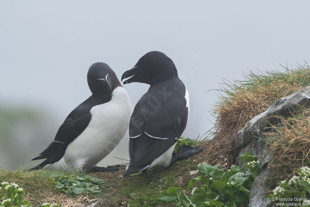 Razorbill