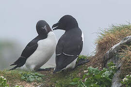 Razorbill