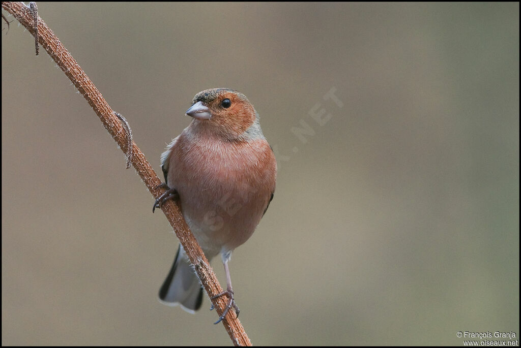 Common Chaffinch male adult