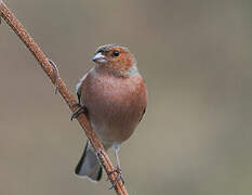 Eurasian Chaffinch