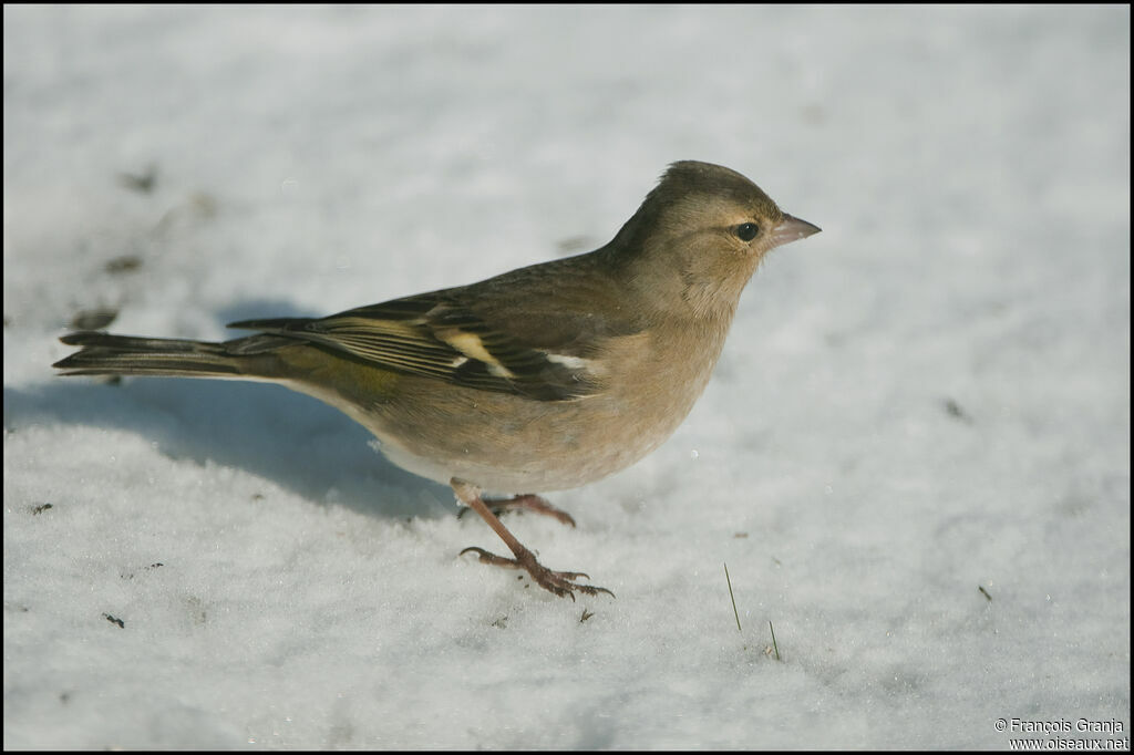 Common Chaffinch female adult