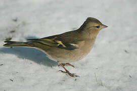 Eurasian Chaffinch