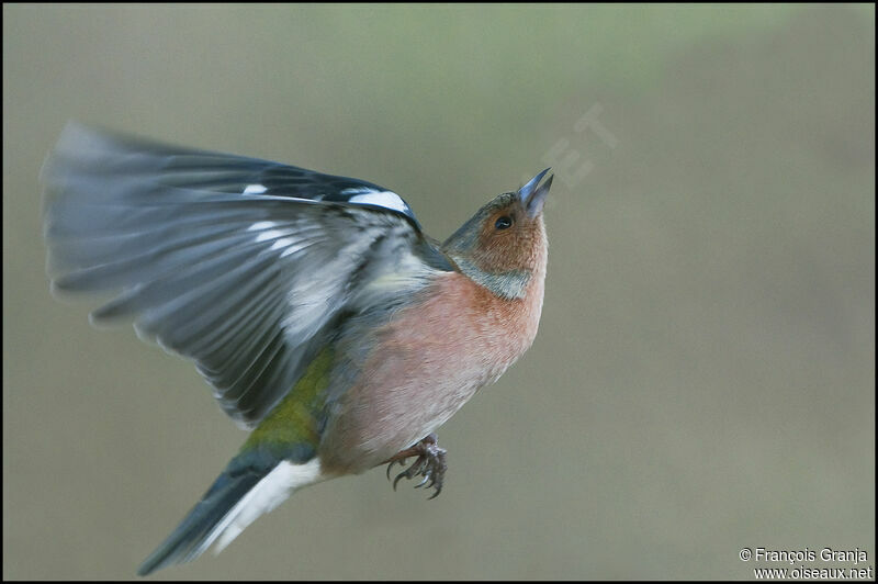 Common Chaffinch male adult, Flight