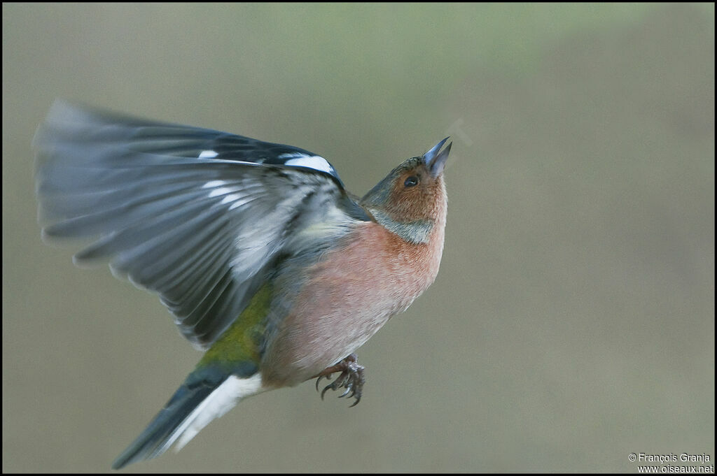 Eurasian Chaffinch male adult, Flight