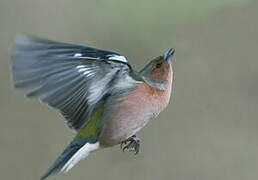 Eurasian Chaffinch