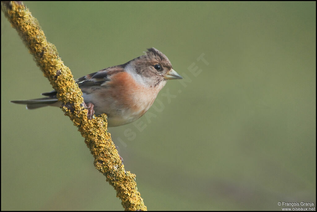 Brambling female adult