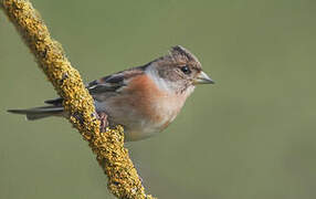 Brambling