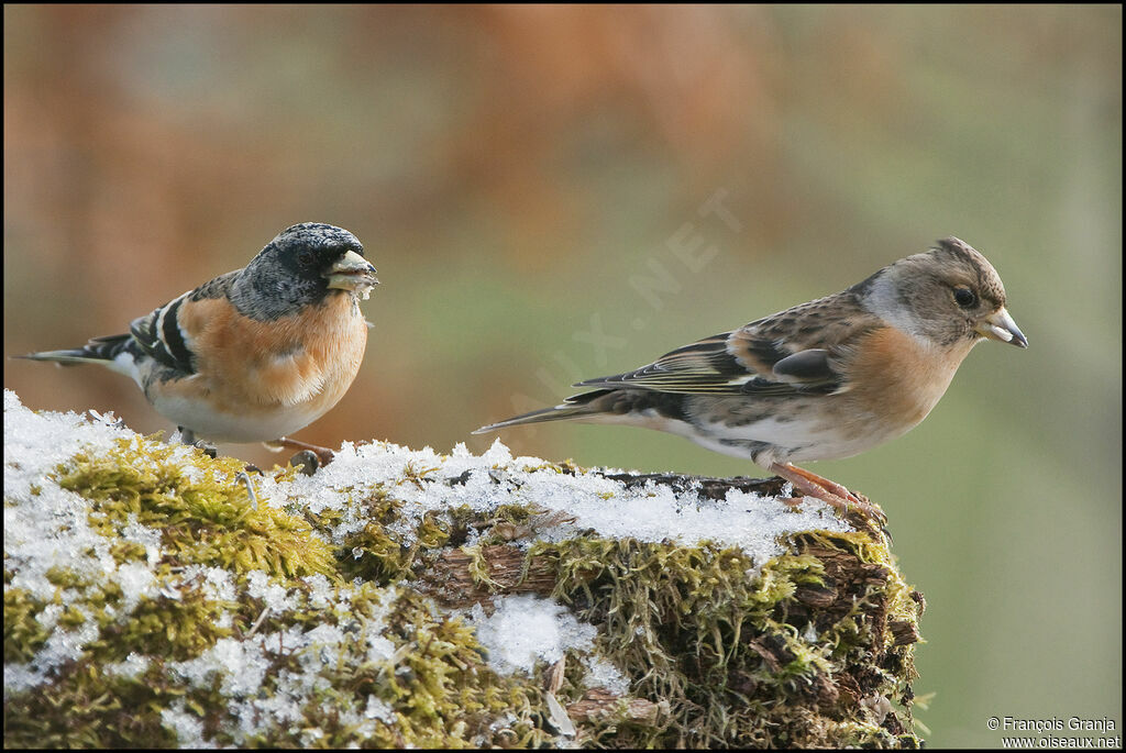 Brambling adult