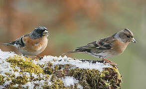 Brambling