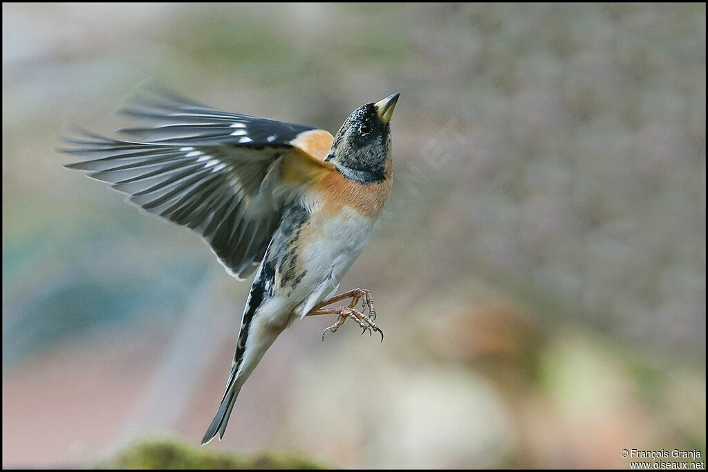 Brambling male adult, Flight