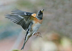 Brambling