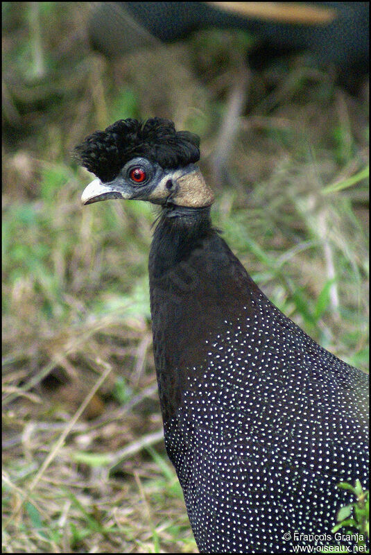 Southern Crested Guineafowl