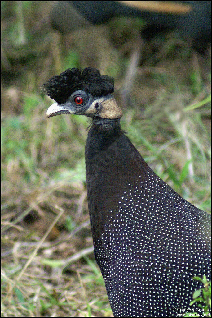 Southern Crested Guineafowl