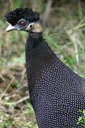 Southern Crested Guineafowl