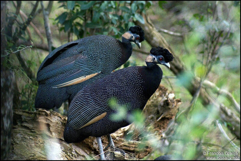 Southern Crested Guineafowl