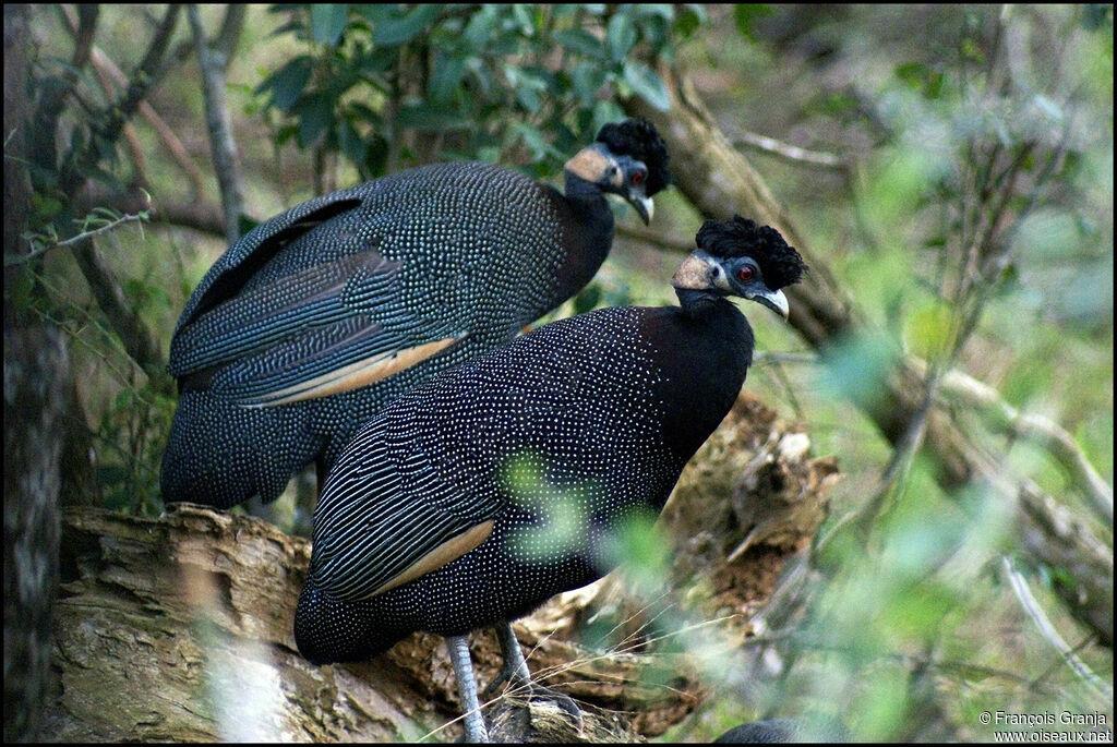 Southern Crested Guineafowl