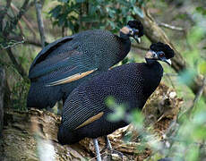 Southern Crested Guineafowl