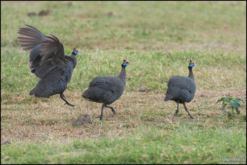 Helmeted Guineafowl