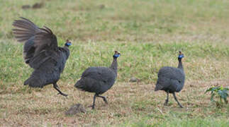 Helmeted Guineafowl