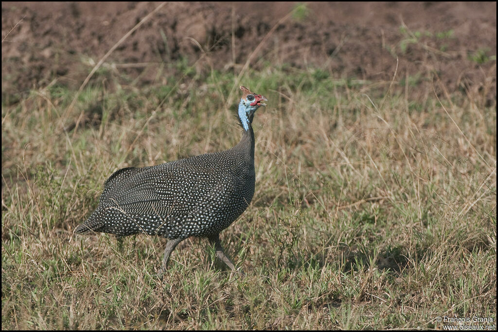 Helmeted Guineafowl