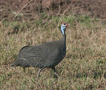 Helmeted Guineafowl