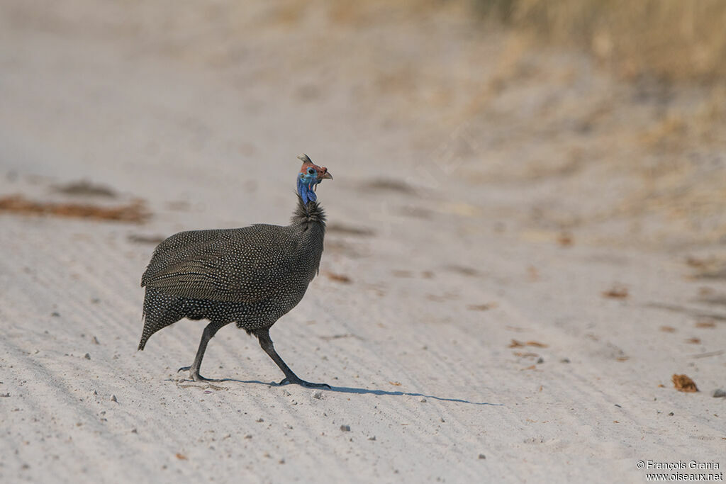 Helmeted Guineafowl