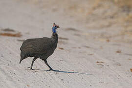 Helmeted Guineafowl