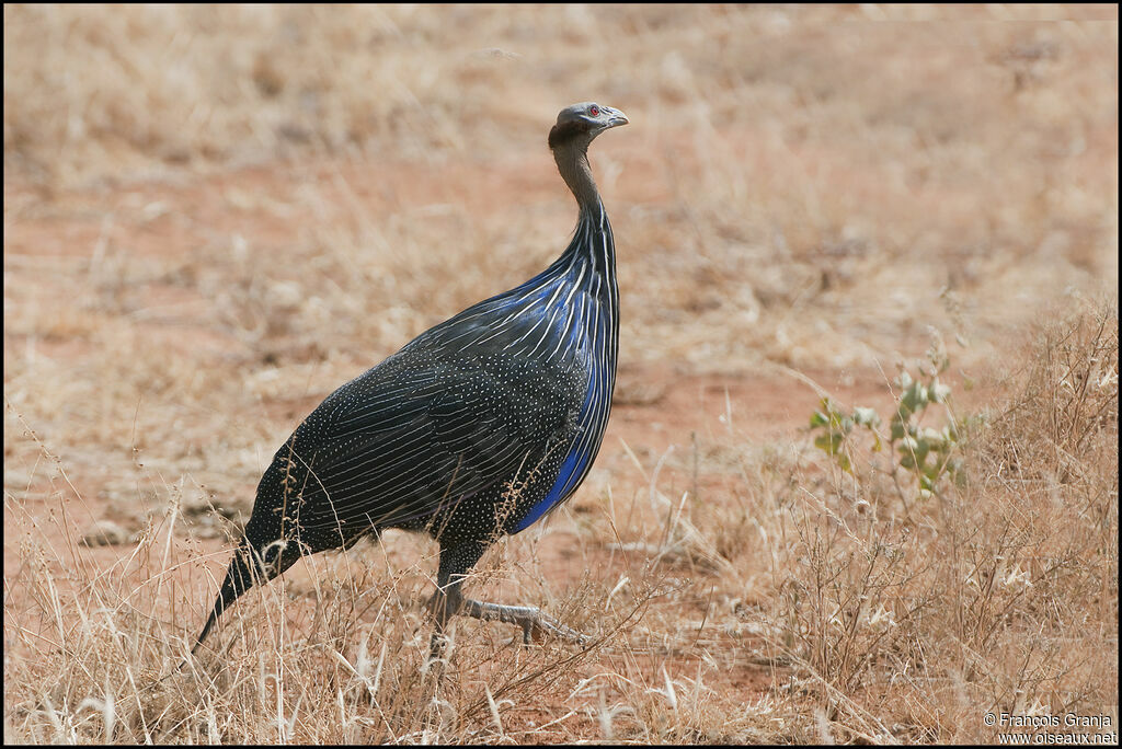 Pintade vulturine