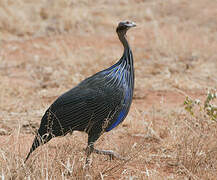 Vulturine Guineafowl