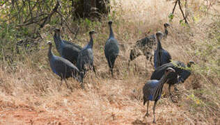 Vulturine Guineafowl