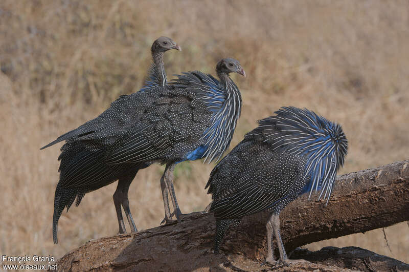 Pintade vulturineimmature, identification