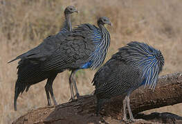 Vulturine Guineafowl