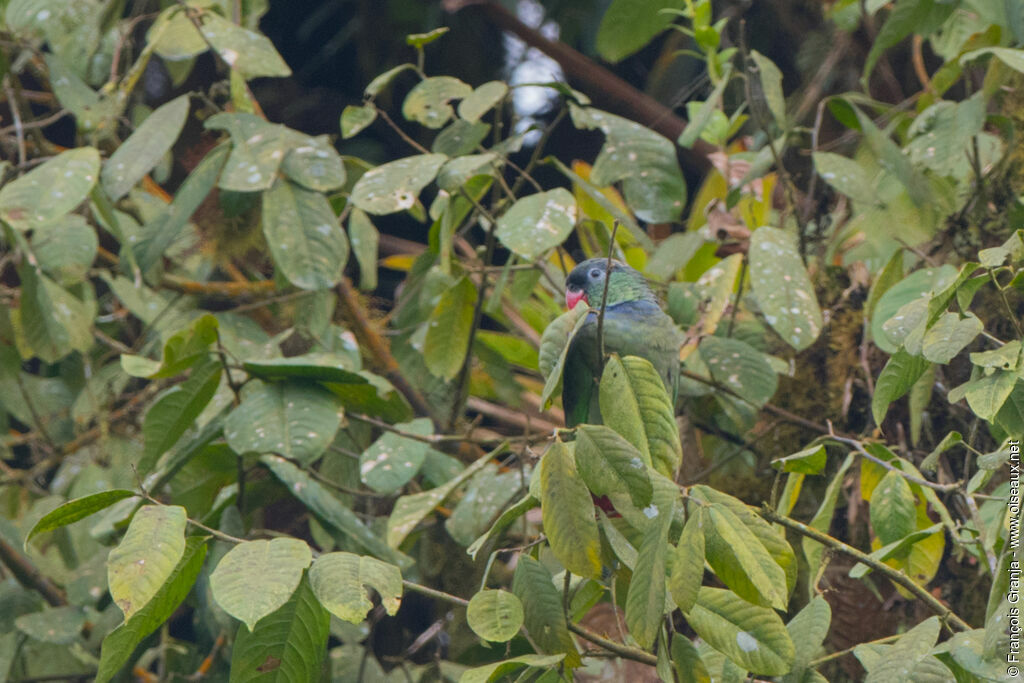 Red-billed Parrot