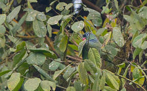 Red-billed Parrot