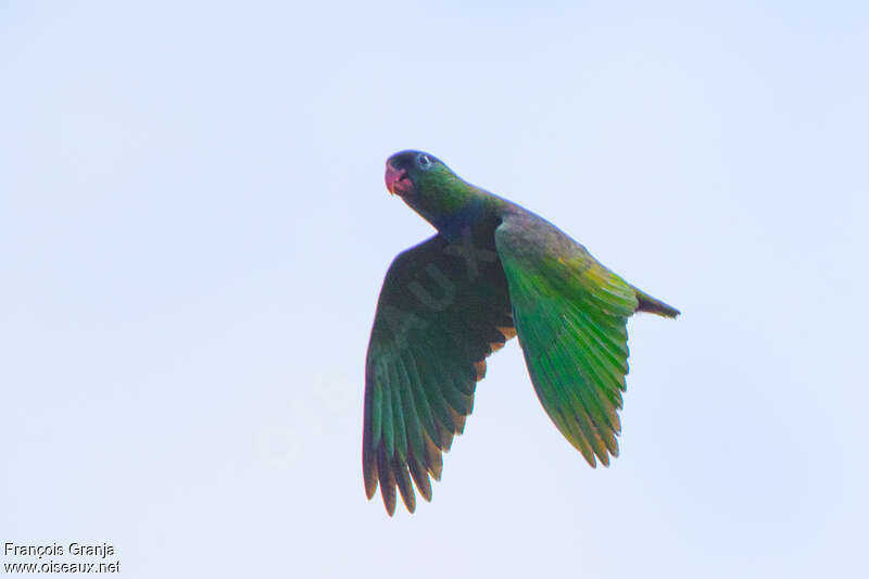 Red-billed Parrot, Flight