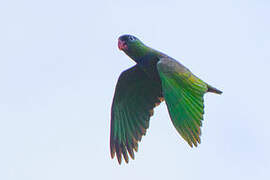 Red-billed Parrot