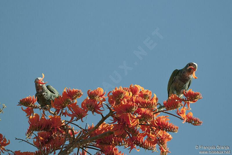 White-crowned Parrotadult