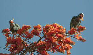 White-crowned Parrot