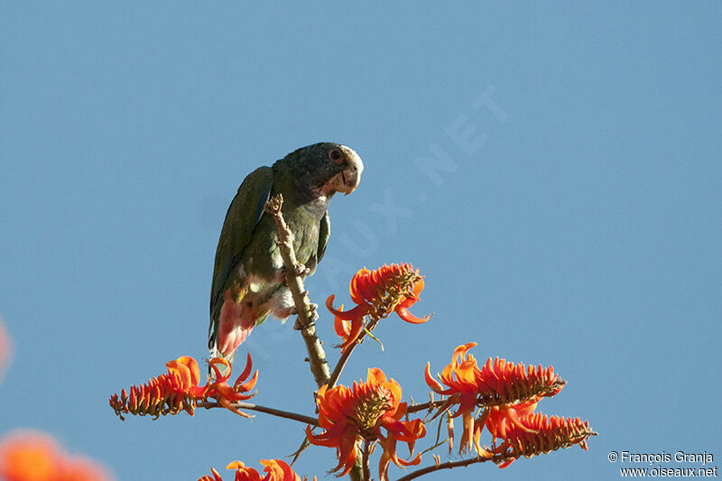 White-crowned Parrotadult