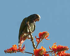 White-crowned Parrot